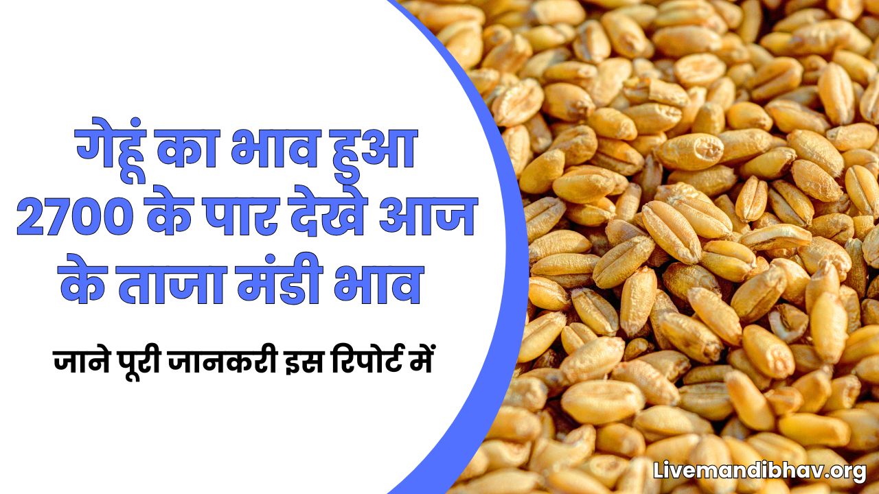 गेहूं का भाव हुआ 2700 के पार देखे आज के ताजा मंडी भाव
