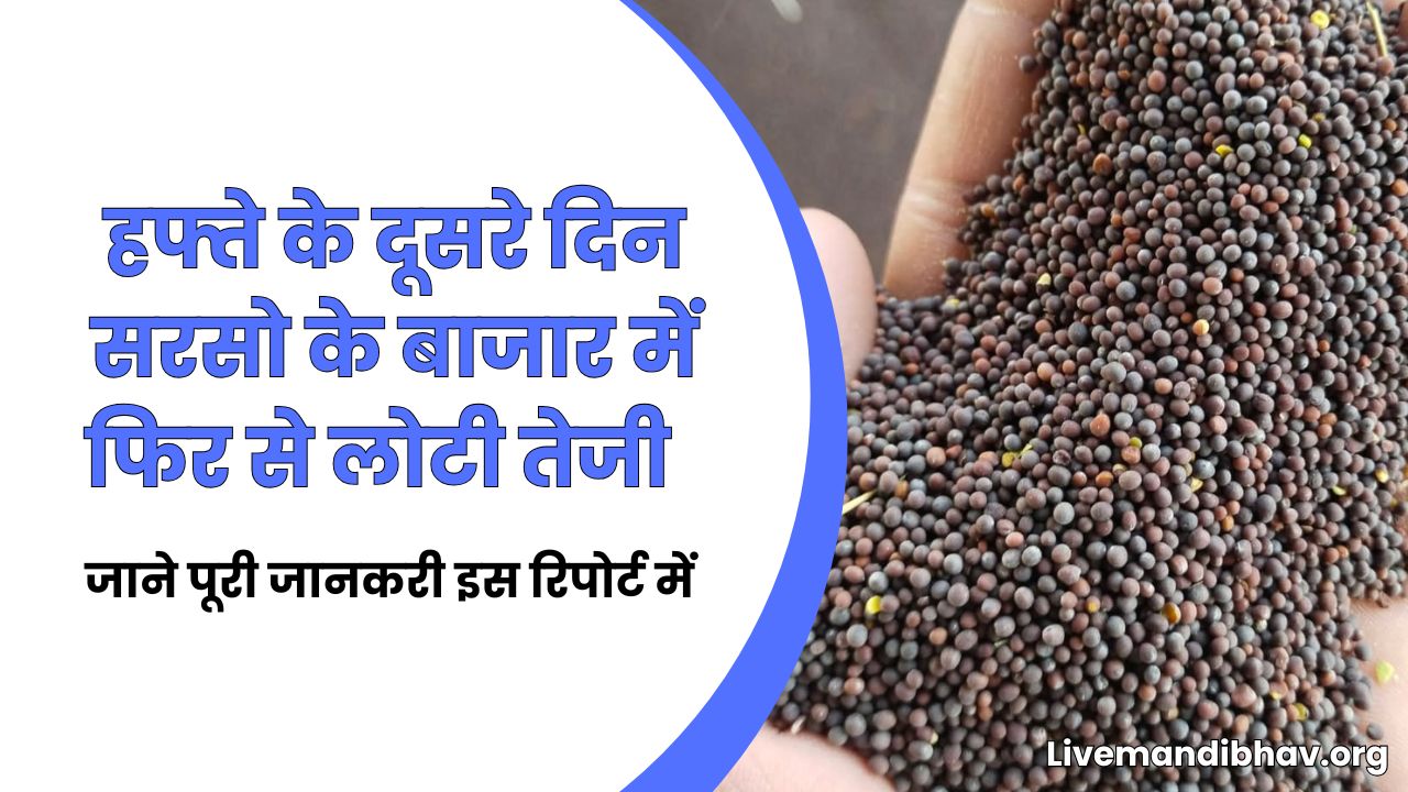 हफ्ते के दूसरे दिन सरसो के बाजार में फिर से लोटी तेजी | देखे आज के ताजा मंडी भाव 28 अप्रैल