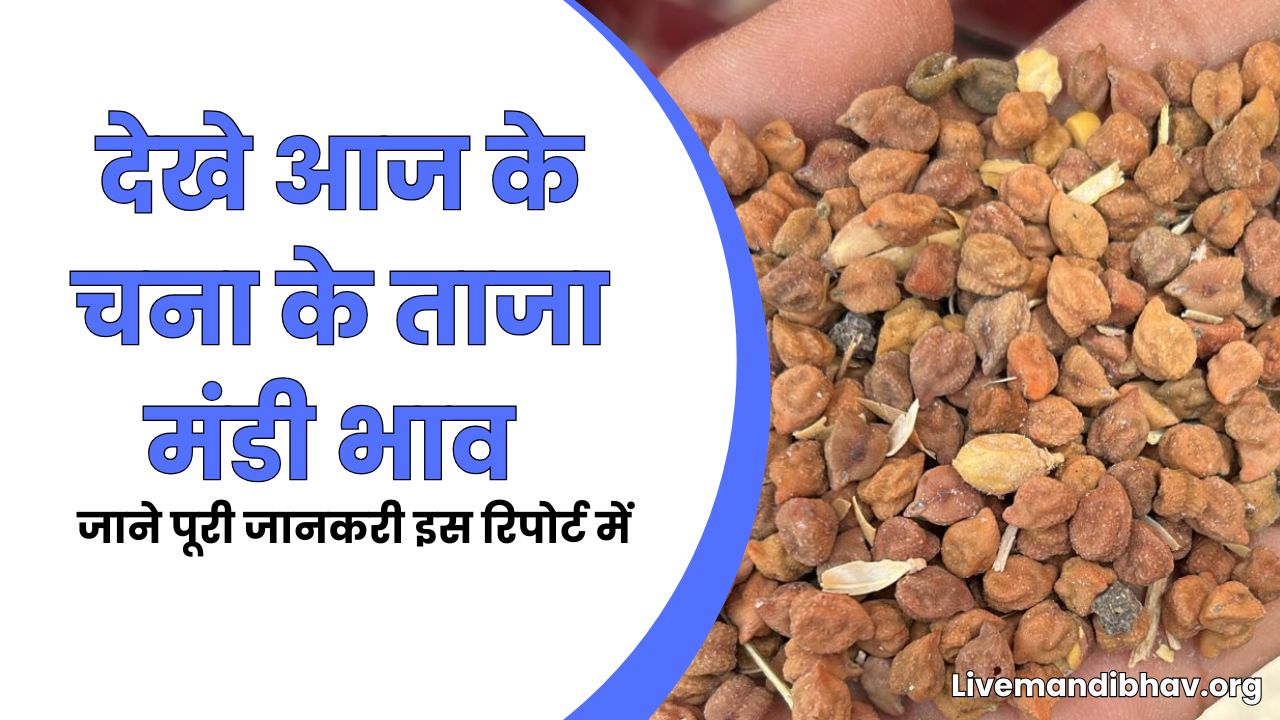CHANA MARKET MARKET PRICE TODAY | आज के चना के ताजा मंडी भाव 10 अप्रैल 2026